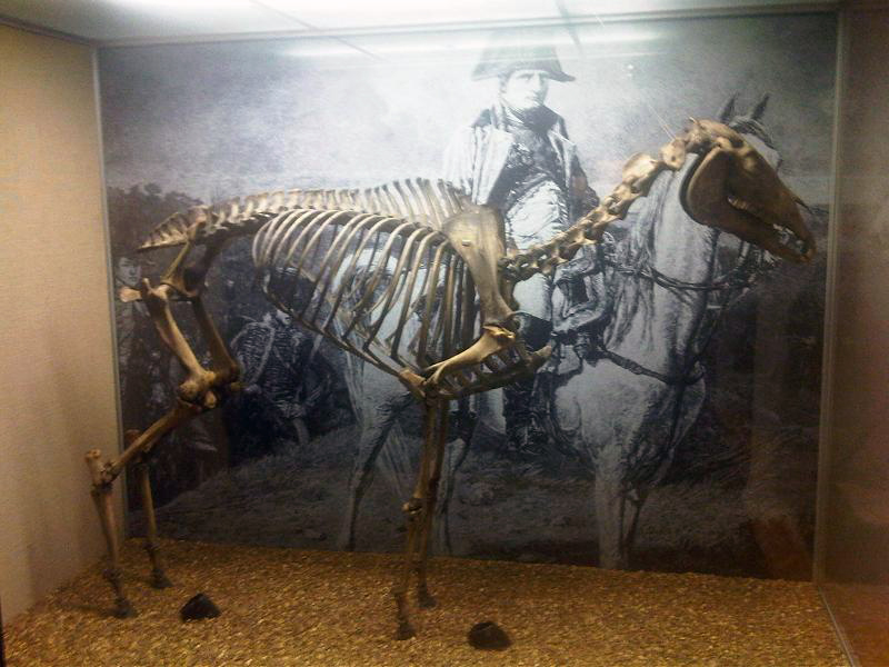 Marengo, en el Museo Nacional del Ejército de Sandhurst. Foto: Wikipedia